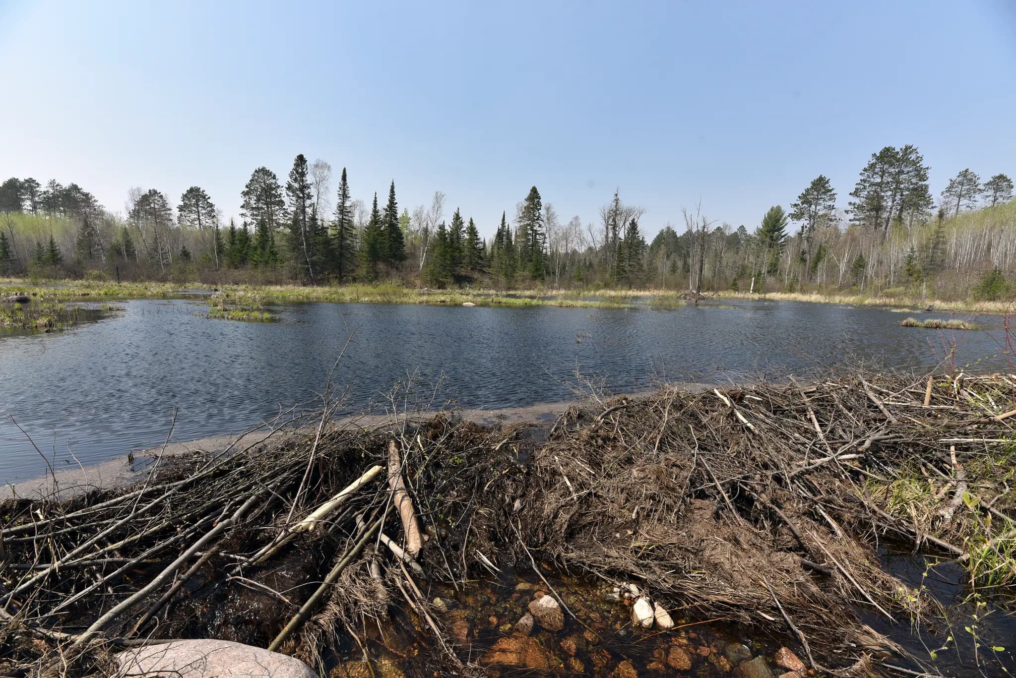 A beaver dam holding back a flooded pond, with dead standing timber behind it