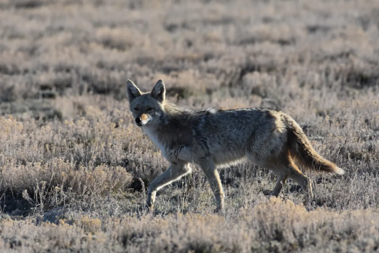 A coyote walking through dry open rangeland