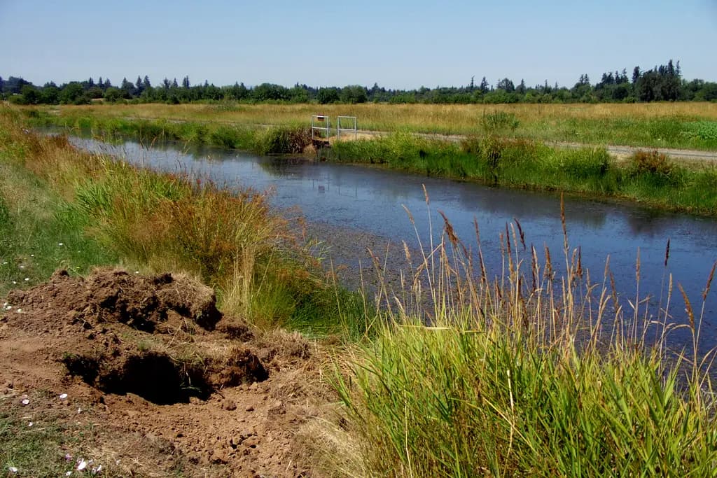 A burrow hole and torn-up dirt in the bank of a water channel, dug by nutria