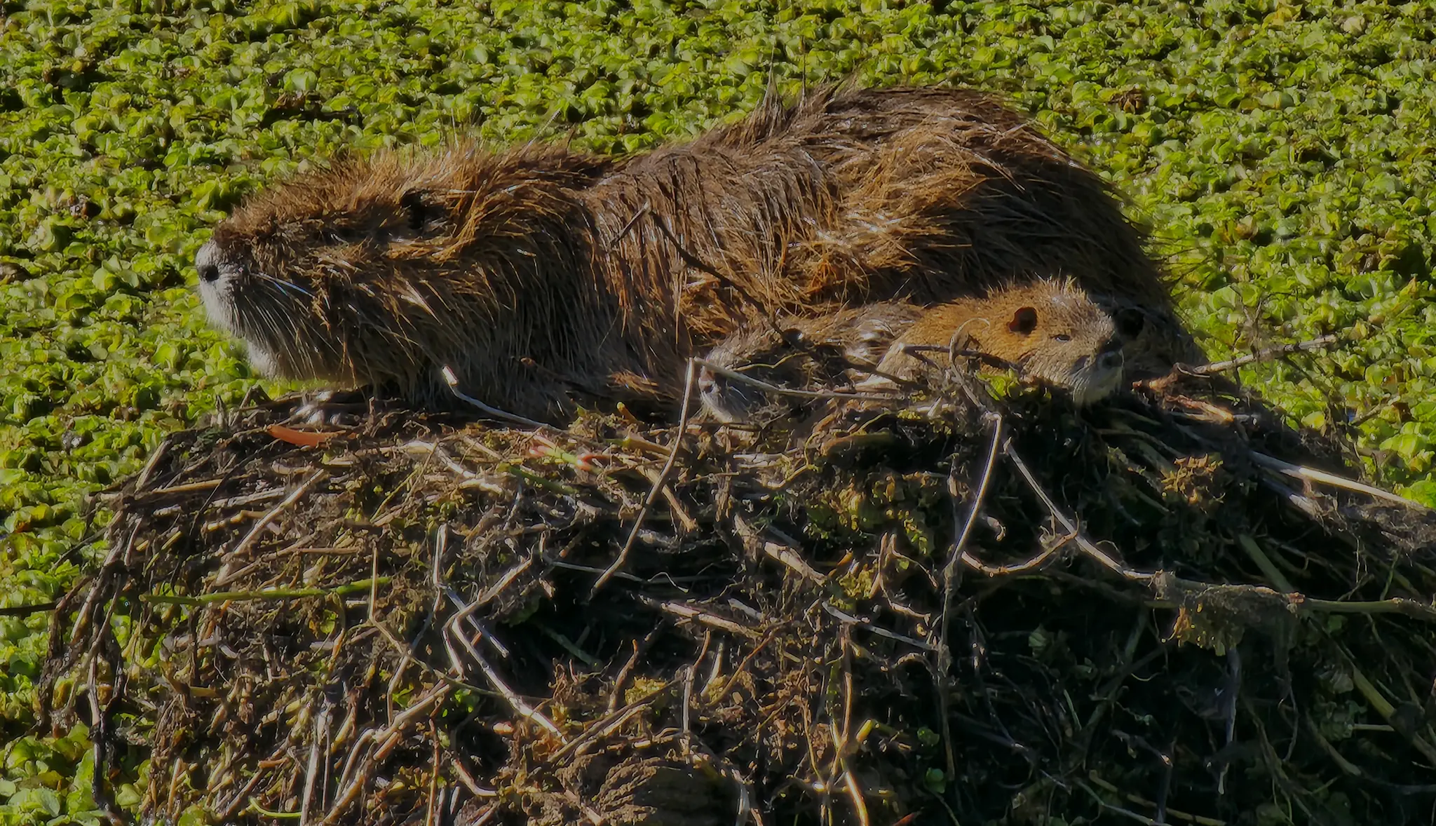 Two nutria resting together on a floating mat of vegetation in a weed-choked pond
