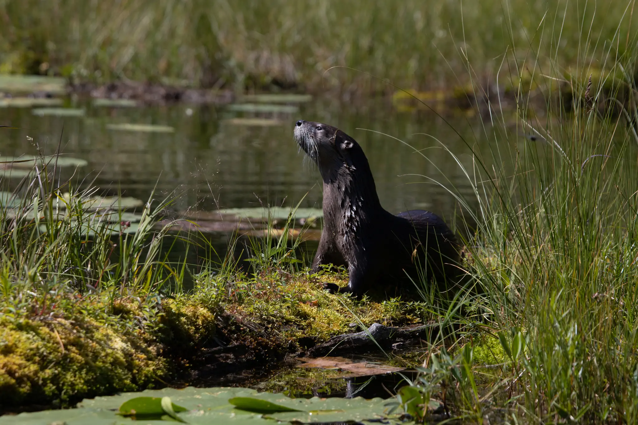 A river otter out of the water on a grassy pond bank