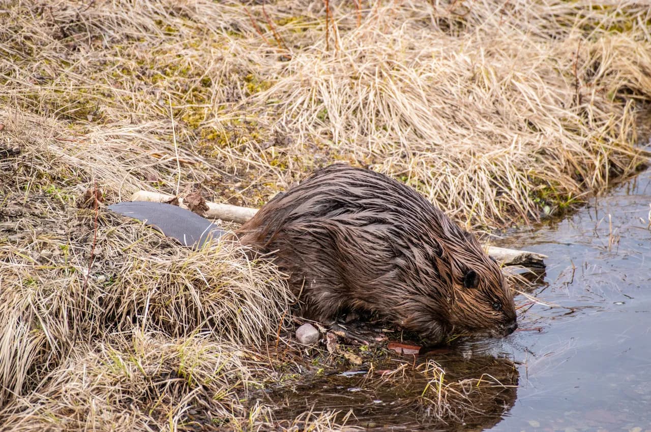 A North American beaver at the water's edge