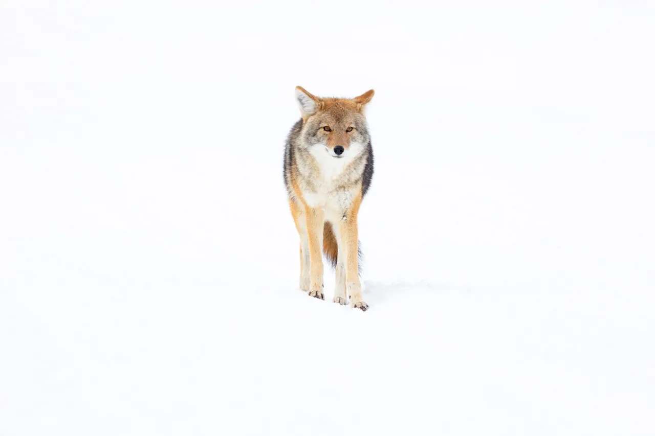 A coyote standing in open grassland