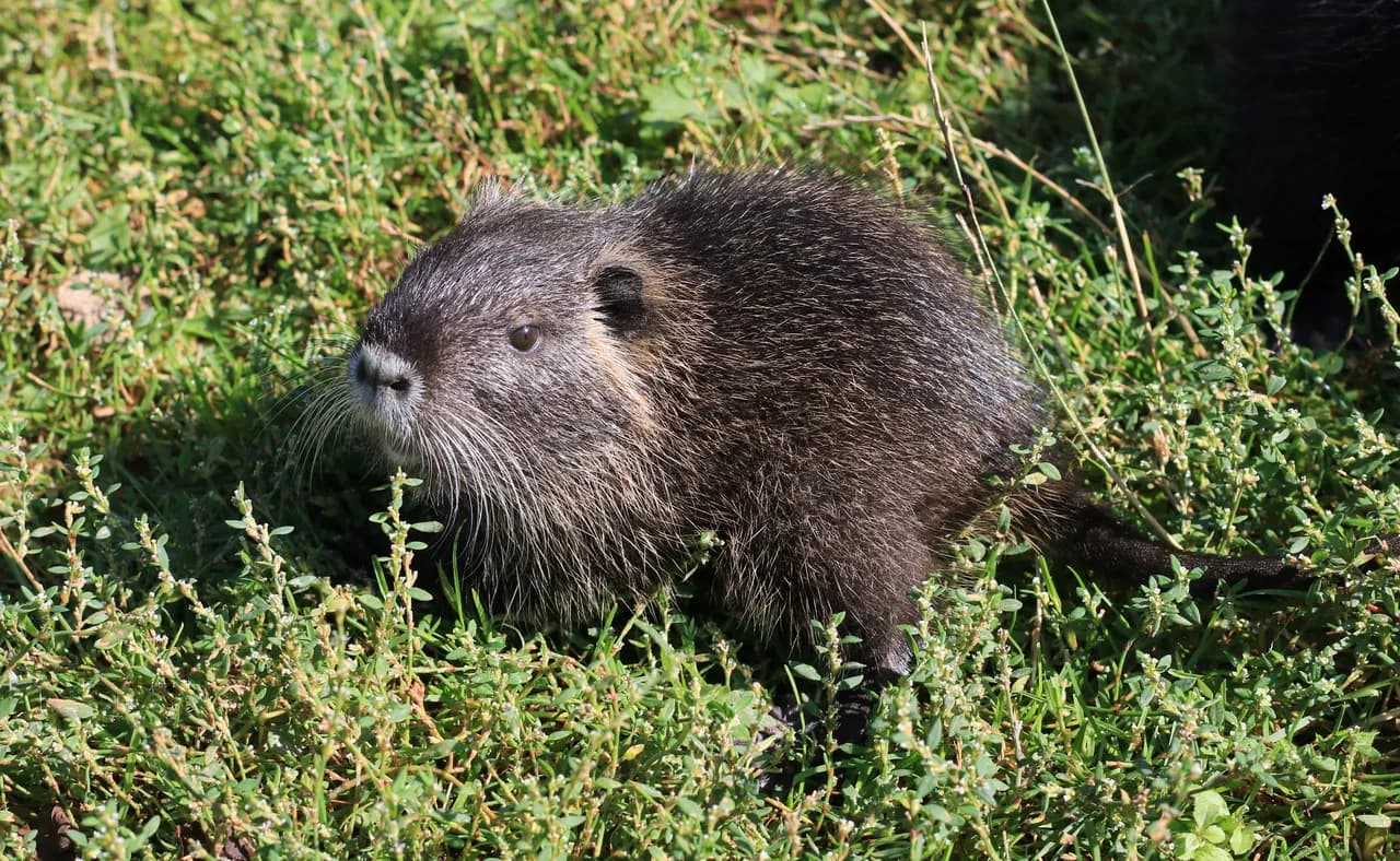 A nutria at the edge of a waterway