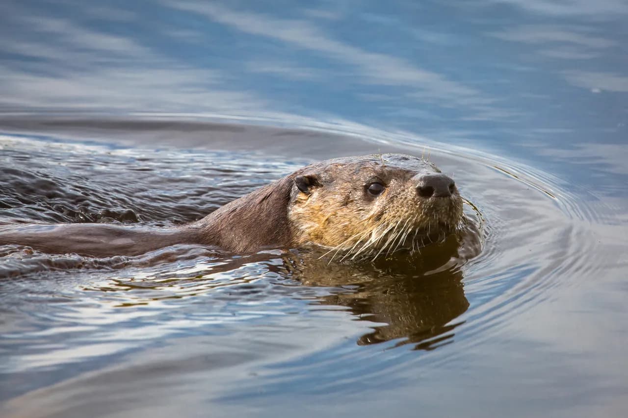 A North American river otter on a pond bank
