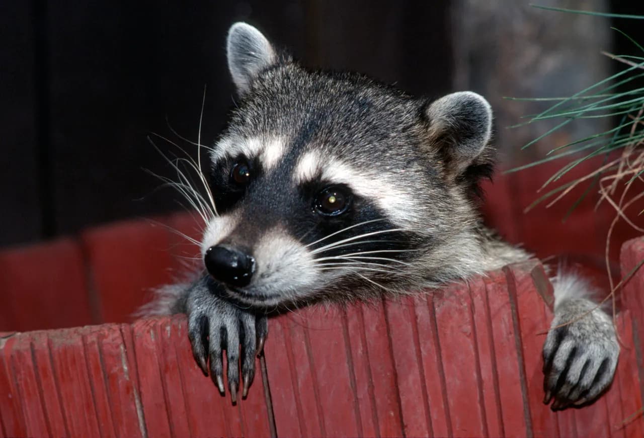 A raccoon in a natural wooded setting